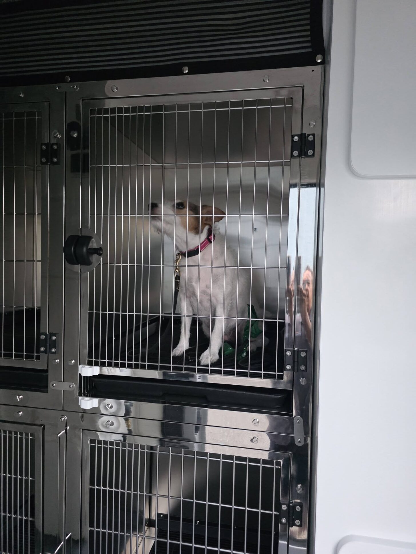 A terrier inside one of the van’s stainless kennels
