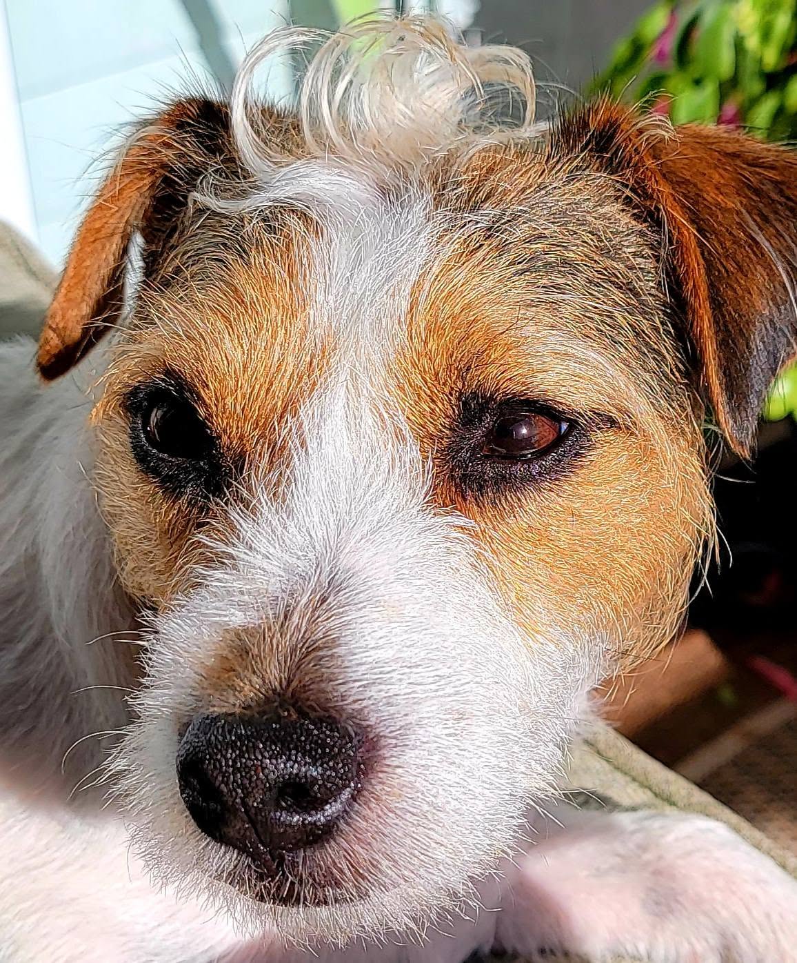 Rosie the Jack Russell terrier, close up