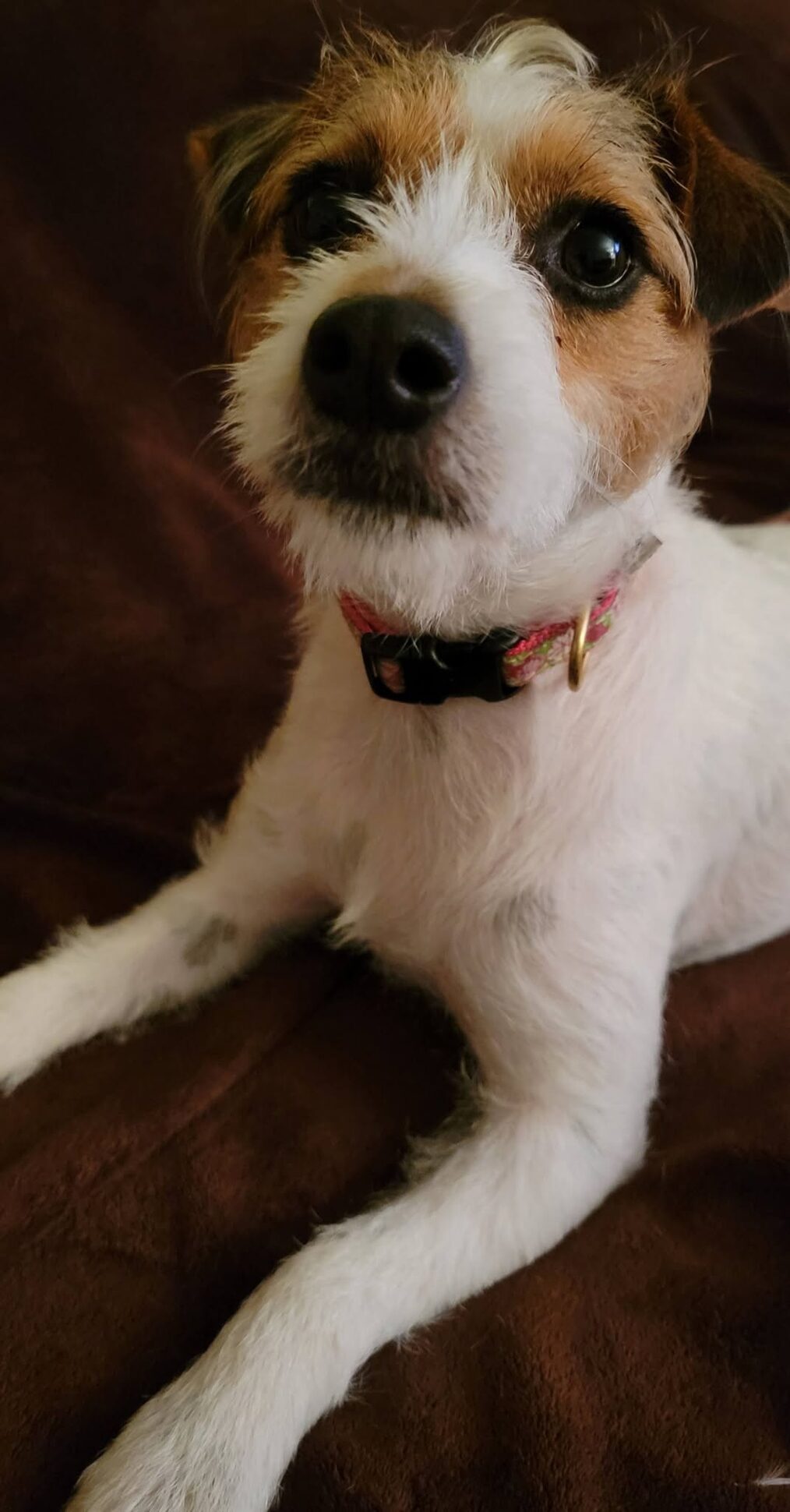 Rosie in her floral collar, lounging on a couch