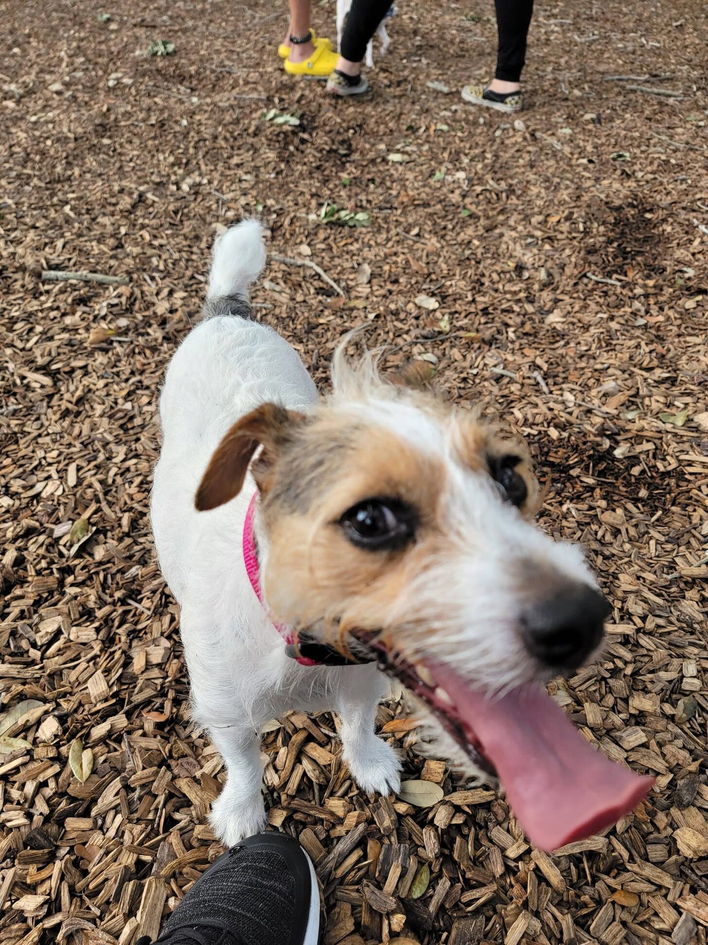 Rosie trotting on a walk with her tongue out